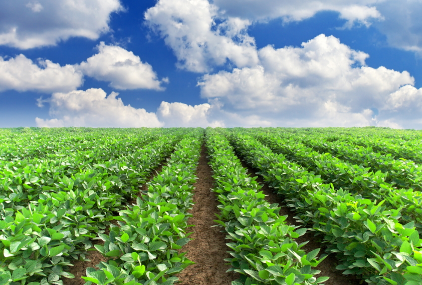 crops